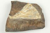 1.4" Fossil Ginkgo Leaf From North Dakota - Paleocene - #198402-1